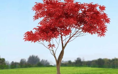 什么季节是最适合种植红枫苗的，怎样把握时间