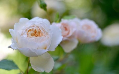 白玫瑰的花语，寓意纯真与忠诚