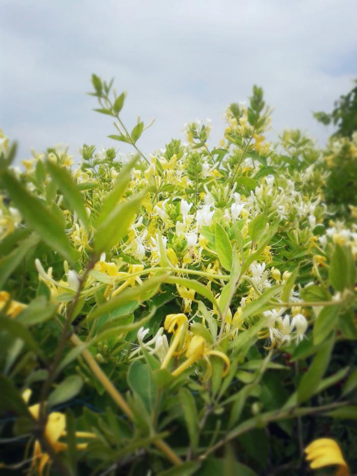 四季金银花树的观赏特点与栽培方法