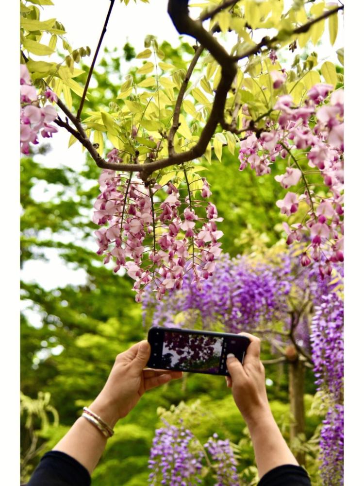 【紫藤花园】：夏日透心凉的赏花胜地