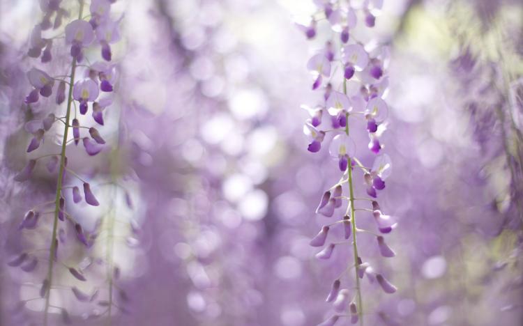 【紫藤花园】：用心体验花海世界