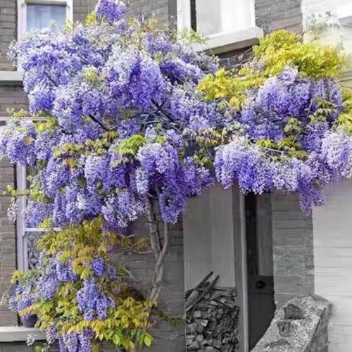 【紫藤花园】全集观后感：别样的花园漫步