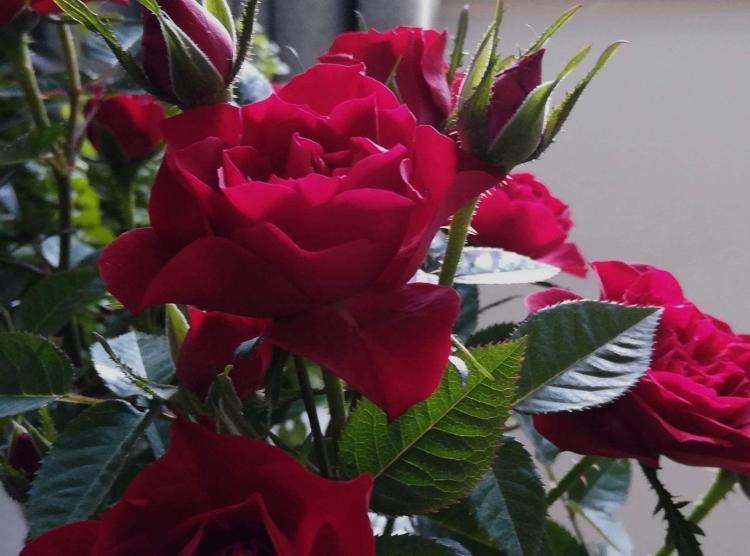 激发感情共鸣，送上粉色12朵玫瑰更显心意