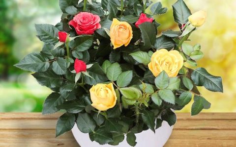 深情花语，33朵戴安娜玫瑰花束传达的爱的表达