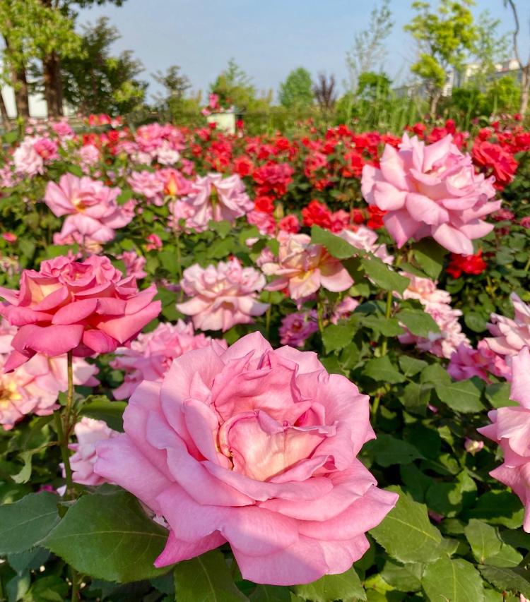 寓意浪漫，33朵戴安娜玫瑰的花语解读