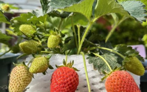 草莓苗的选种和购买技巧