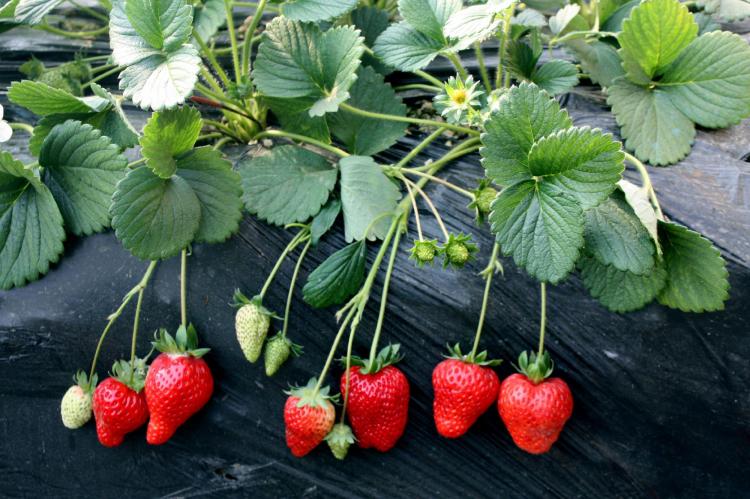 不同品种草莓苗的特点和区别