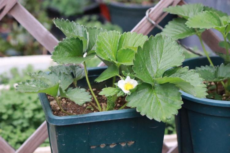 草莓苗的生长环境和种植技巧