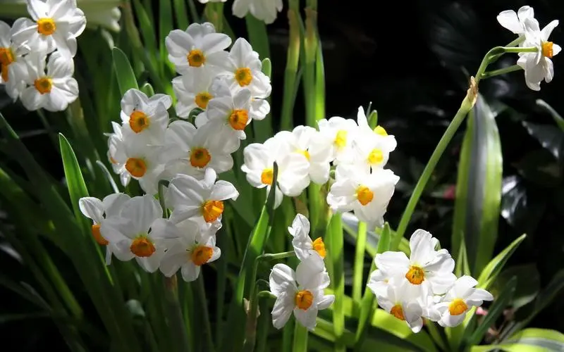 白堤水仙花正处在盛开的时期