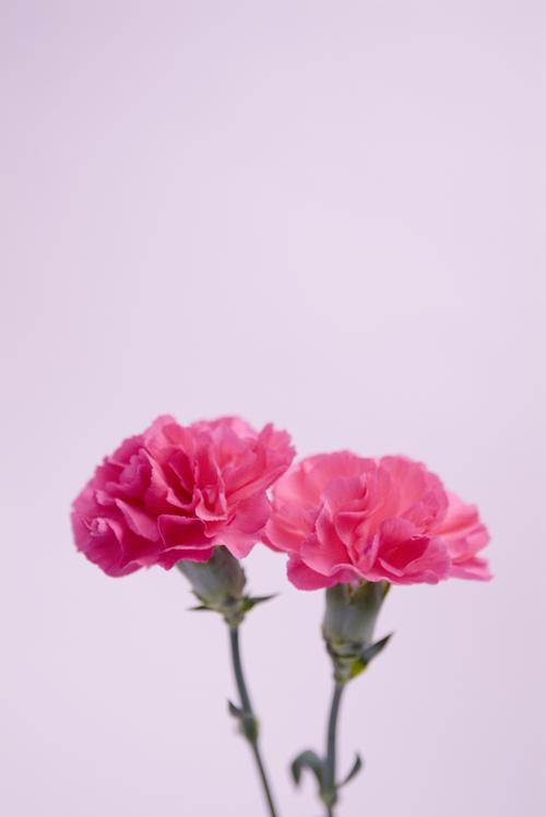 33朵粉色康乃馨花语，把握时机，表达心中爱的真谛！