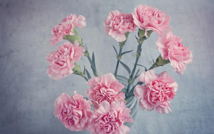 33朵粉色康乃馨的花语，给予爱的滋润和力量！