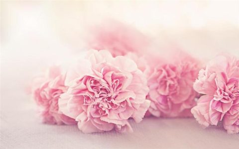 感性浪漫的花语，33朵粉色康乃馨表达着您的情感！