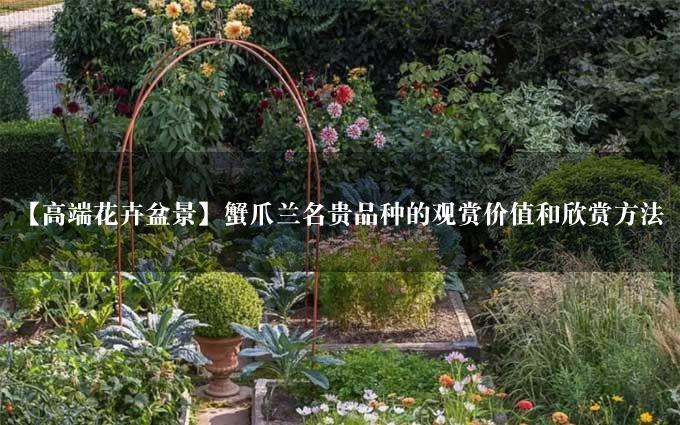 【高端花卉盆景】蟹爪兰名贵品种的观赏价值和欣赏方法