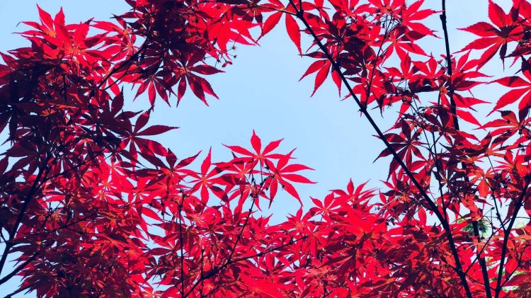 自然与人工选择的结果：日本红枫和鸡爪槭在不同地区的异型