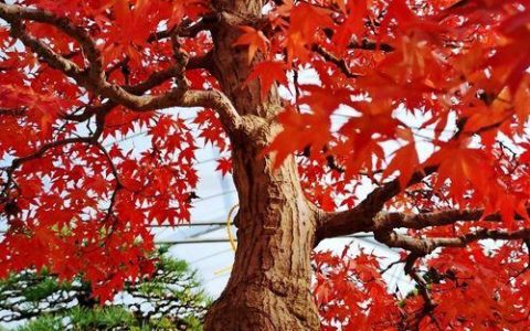 从科学角度来看日本红枫和鸡爪槭的叶子形态差异