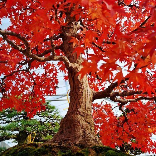 从科学角度来看日本红枫和鸡爪槭的叶子形态差异