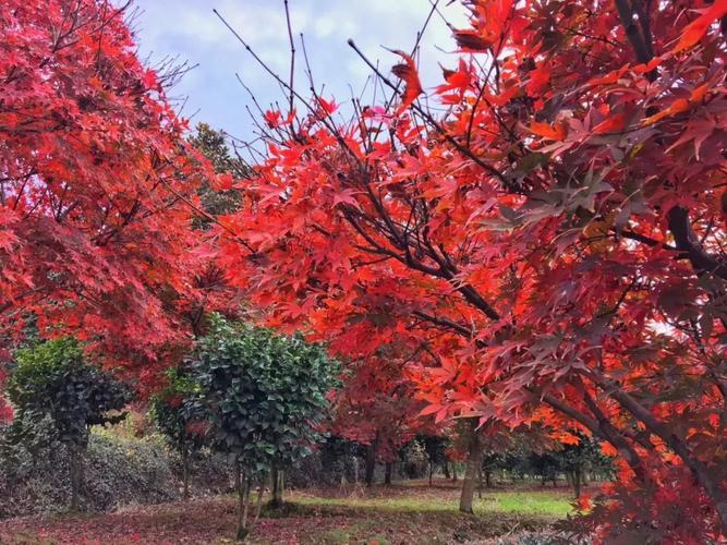 了解一下日本红枫和鸡爪槭的习性和特点