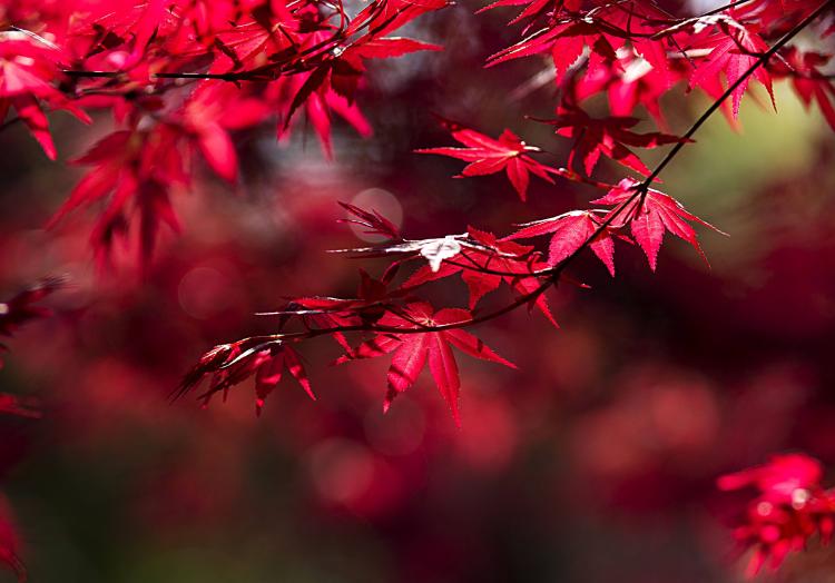 看图说“红”：如何区分日本红枫和鸡爪槭