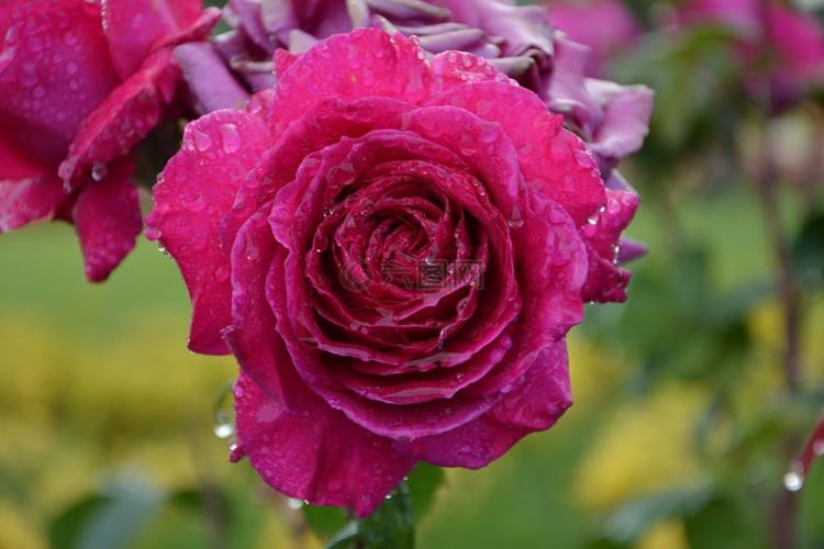 玫瑰花的花语传承：不同数量的玫瑰代表的含义又是什么？