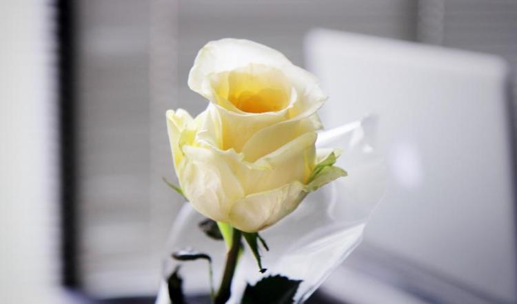 玫瑰花的传递语言：几支白玫瑰代表着什么情感？