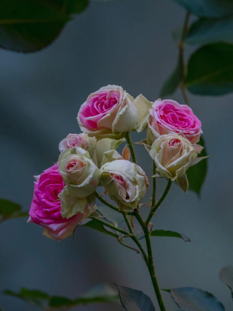 家居美学之花：月季玫瑰花的养护方法和注意事项
