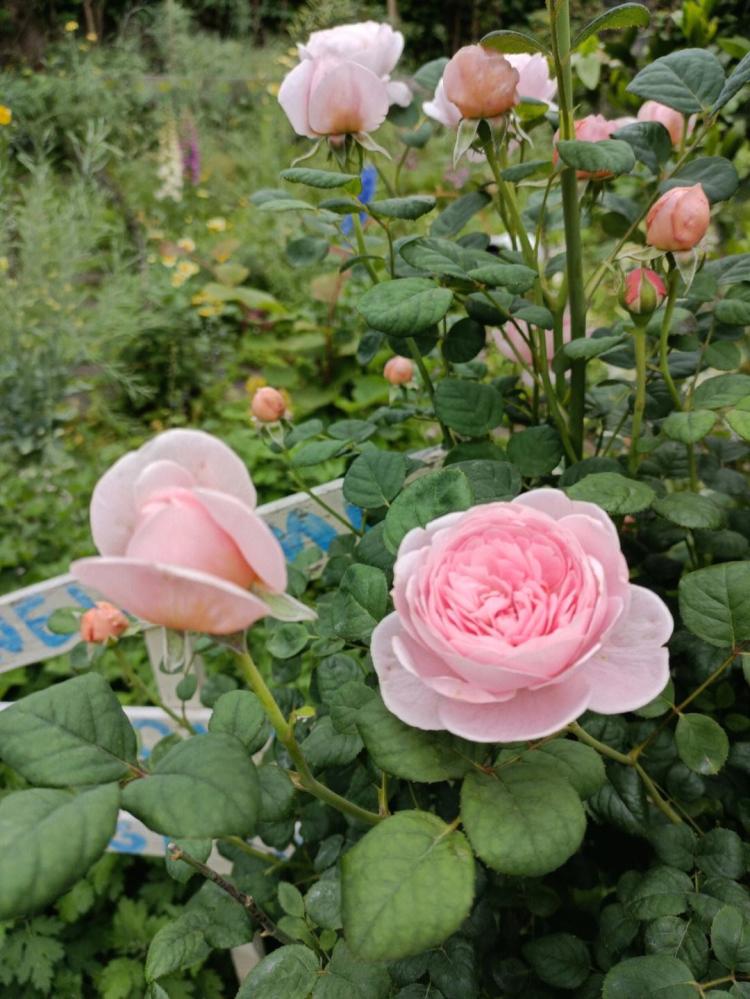养花心得分享：如何养护月季玫瑰花？