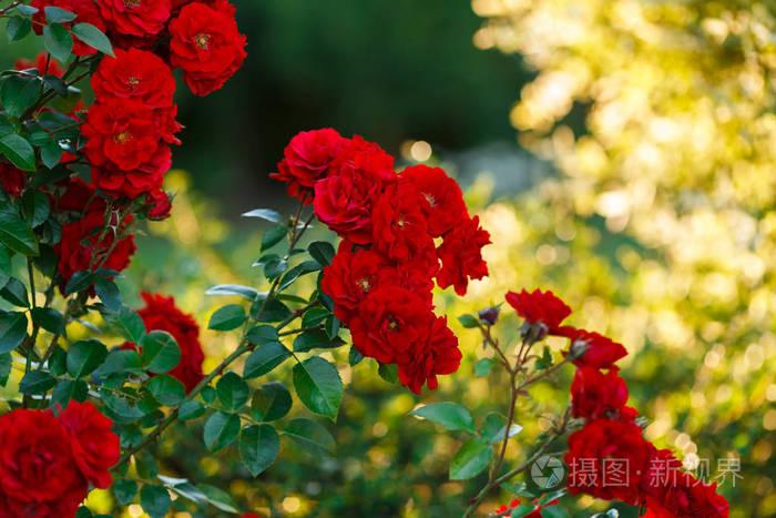揭秘花艺：如何用21朵粉玫瑰花打造最美的花束？
