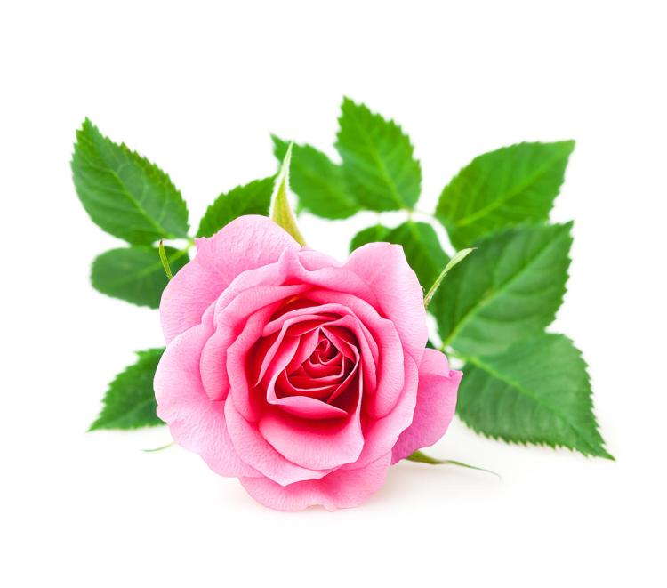 花色风情：送21朵粉色玫瑰花时要搭配哪些花卉？