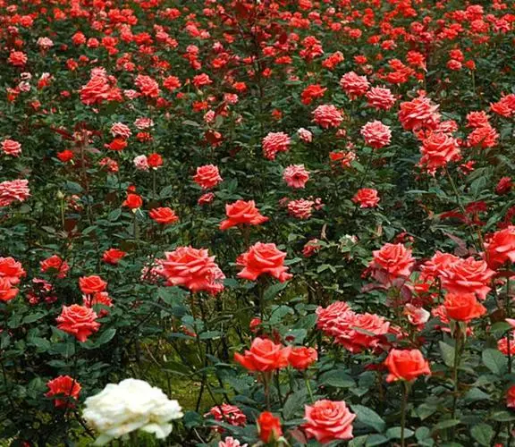 如何用玫瑰花传达心意？看懂这些颜色的花语就行了！