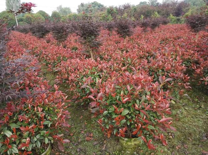 红叶石楠树的颜色变化：为什么是红色？