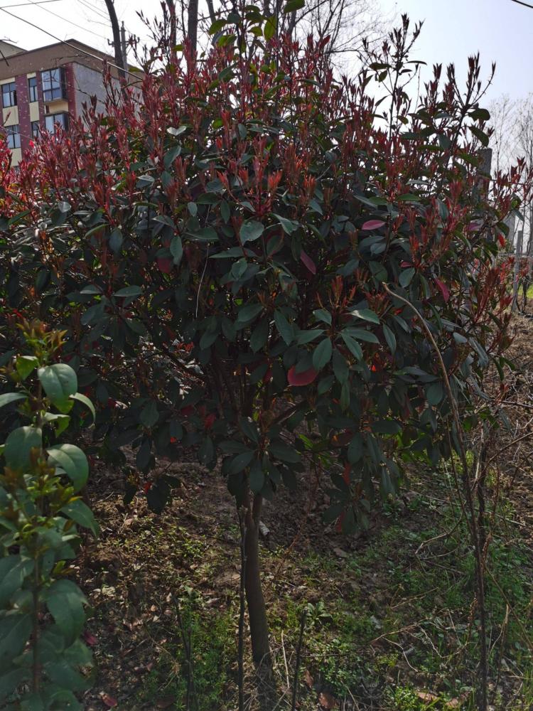 红叶石楠树：一种缤纷的秋季花卉