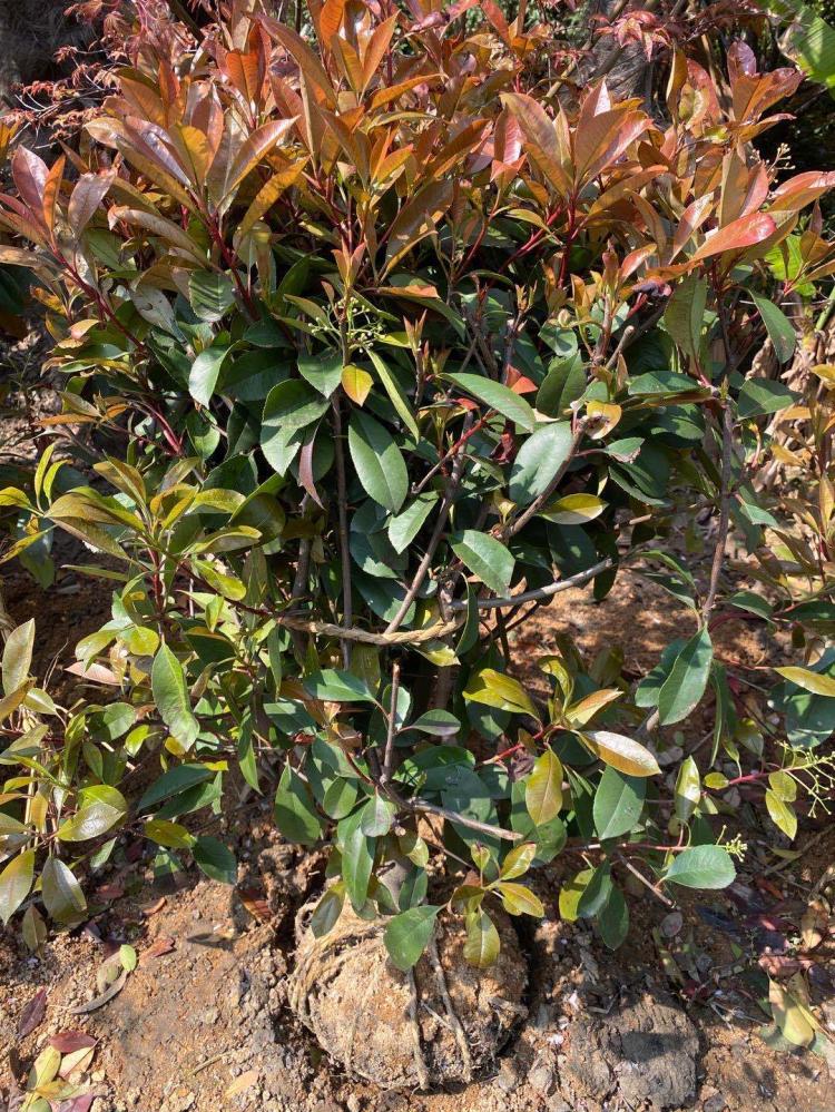 美丽的红叶石楠树：从外观到种植技巧全面介绍