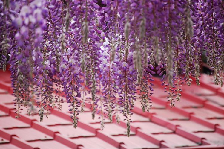 如何避免紫藤花凋落和脱落的几种方法