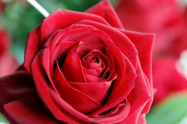 十一朵玫瑰花语，情人节最浪漫的表达方式！