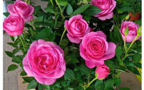 玫瑰花送父母，几朵最适宜？如何表达感恩