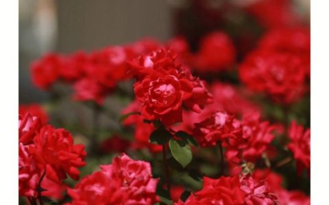 红玫瑰、黑纱的情感交织，33朵红玫瑰黑纱花语说得好