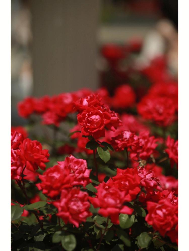 红玫瑰、黑纱的情感交织，33朵红玫瑰黑纱花语说得好