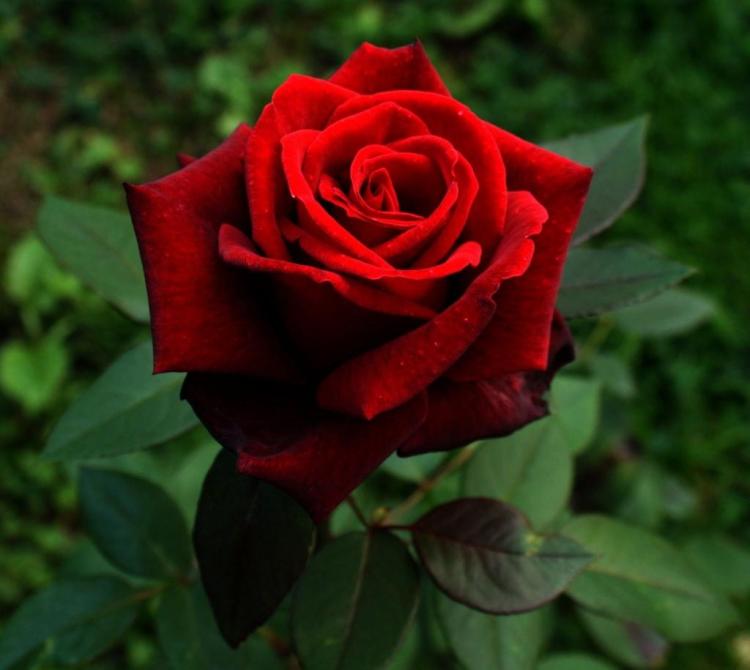 玫瑰多重含义，33朵红玫瑰黑纱花语会告诉你