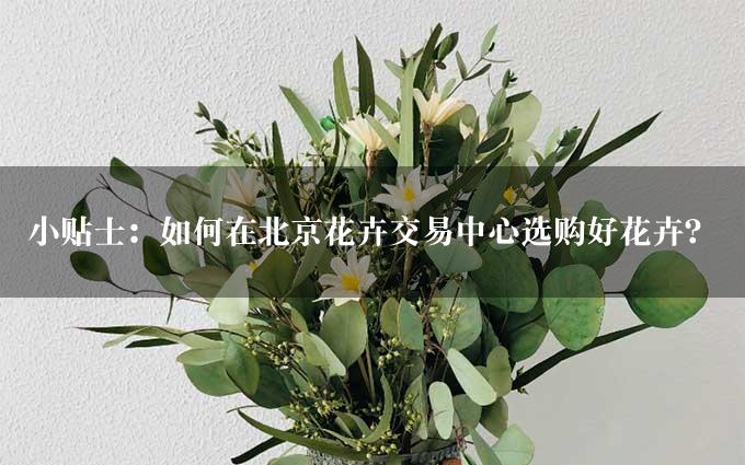 小贴士：如何在北京花卉交易中心选购好花卉？