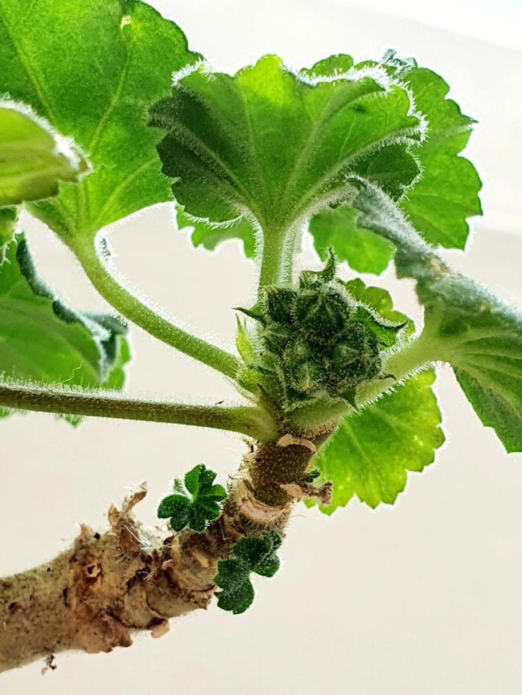 小贴士大作用：5个技巧让你轻松养好天竺葵