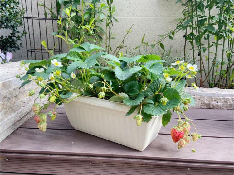 种草莓的正确姿势：自己在家怎么种草莓籽？