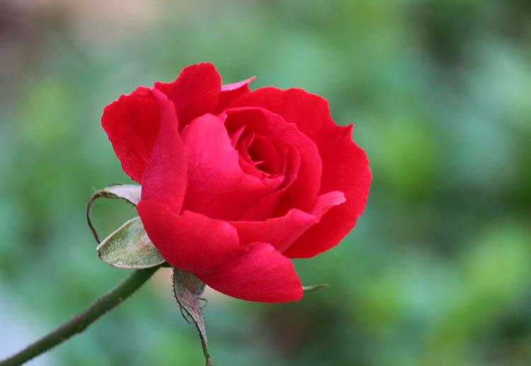 谁言玫瑰只有红色？各种色彩代表的花语不同！