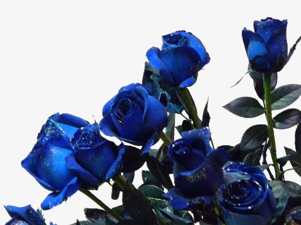 专业花艺师分享蓝色妖姬的艺术造型设计