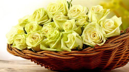三朵黄玫瑰的传情方式，懂花语从此不再难