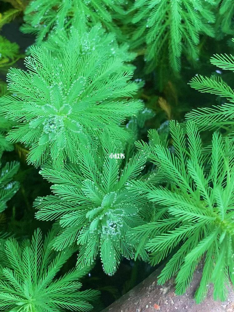 【狐尾藻】是否能直接丢水里存活？实测告诉你答案！
