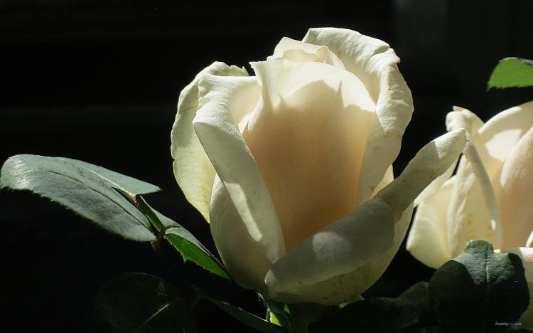 【白玫瑰】神秘的花语揭秘，情绪点滴藏其中