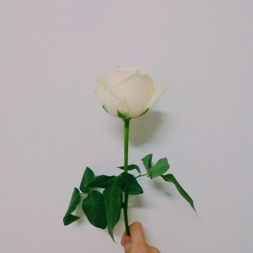 感性品味【白玫瑰】的美丽花语，追求唯美的你必看