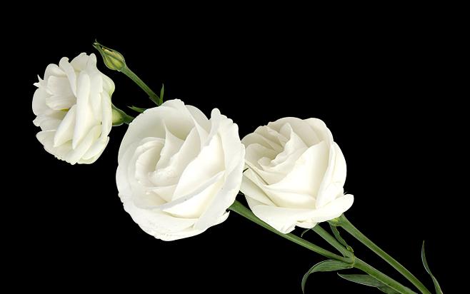 白玫瑰花语大全，赠送不得错过！