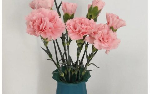 康乃馨颜色花语详解，让你的送花更富含深情