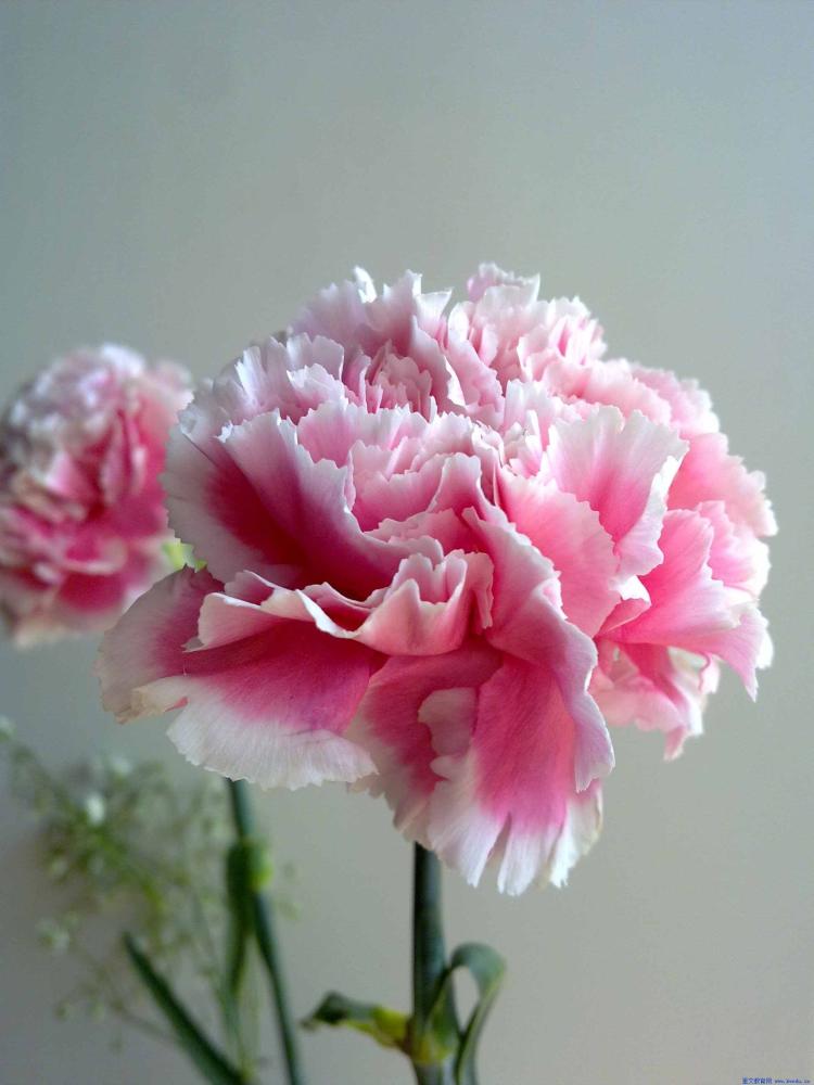 了解6朵粉色康乃馨的花语，让你的爱情更甜蜜！